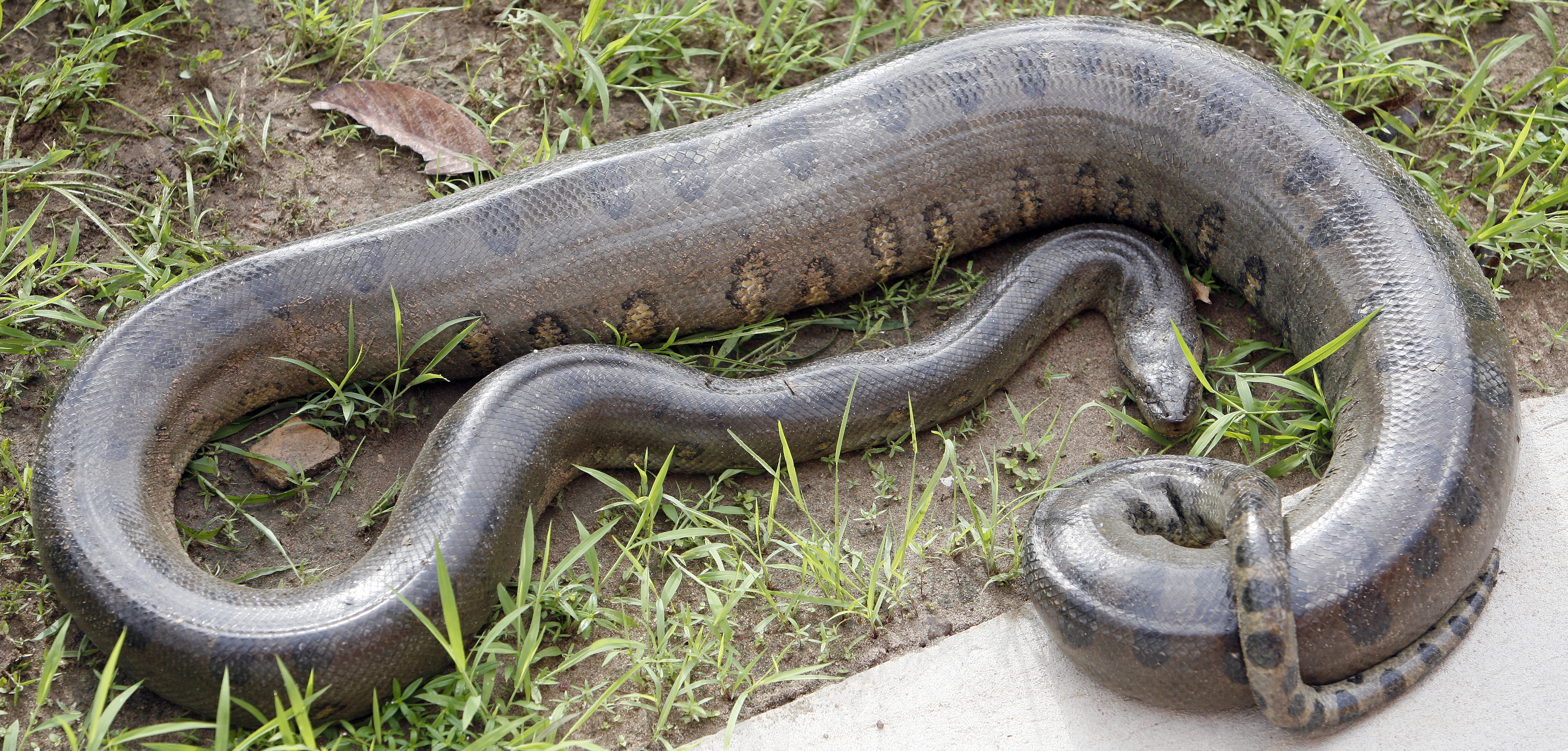 An Anaconda Won’t Eat Just Anything episode artwork